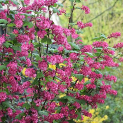 Ribes sanguineum ‘King Edward VII’