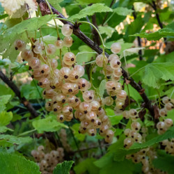 Ribes rubrum ‘Cerise blanche’