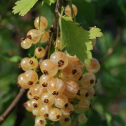 Ribes rubrum ‘Cerise blanche’