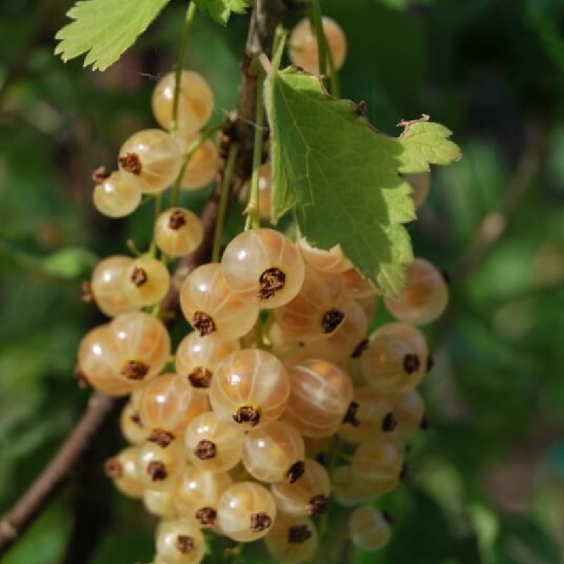 Ribes rubrum ‘Cerise blanche’