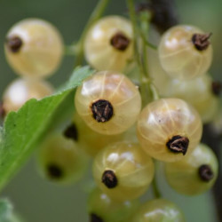 Ribes rubrum ‘Cerise blanche’