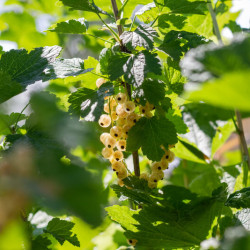 Ribes rubrum ‘Cerise blanche’