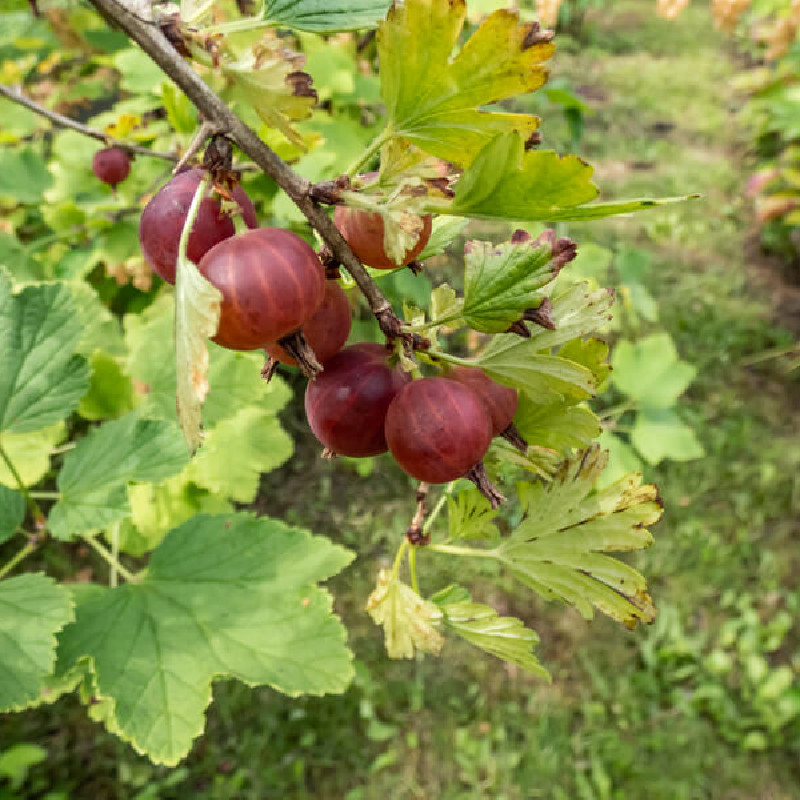 Ribes uva-crispa ‘Captivator’