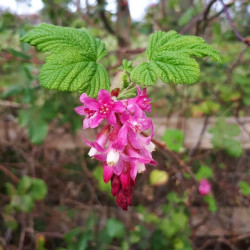 Ribes sanguineum ‘Pulborough Scarlet‘