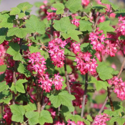 Ribes sanguineum ‘Pulborough Scarlet‘