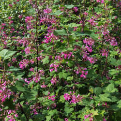 Ribes sanguineum ‘Pulborough Scarlet‘