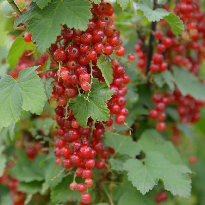 Ribes rubrum ‘Rovada’