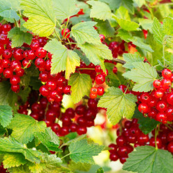 Ribes rubrum ‘Rovada’