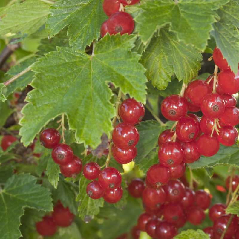 Ribes rubrum ‘London market’