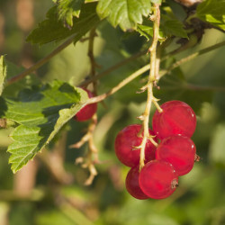 Ribes rubrum ‘London market’