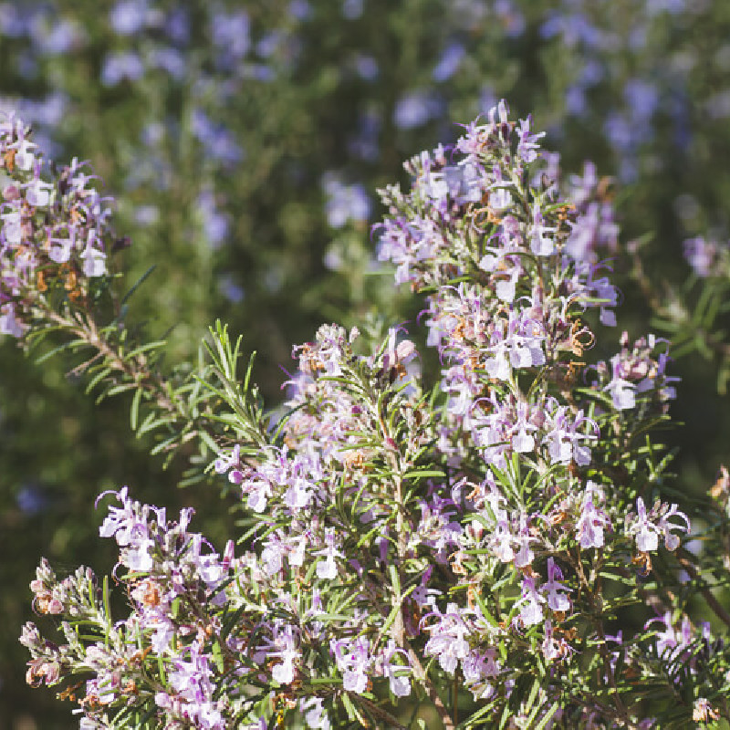 Rosmarinus officinalis ‘Majorca Pink‘