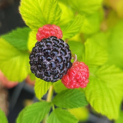 Rubus idaeus ‘Black Jewel‘