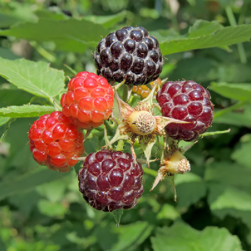 Rubus idaeus ‘Black Jewel‘