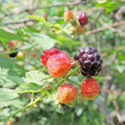 Rubus idaeus ‘Black Jewel‘