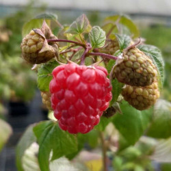 Rubus idaeus ‘Aroma Queen‘