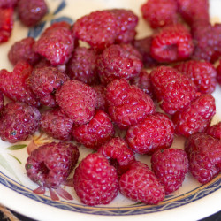 Rubus idaeus ‘Aroma Queen‘