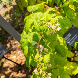 Rubus idaeus ‘Aroma Queen‘