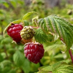 Rubus idaeus ‘Autumn Bliss‘