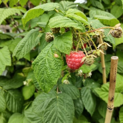 Rubus idaeus ‘Autumn Bliss‘