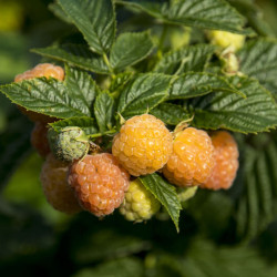 Rubus idaeus ‘Valentina‘