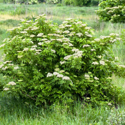 Sambucus nigra ‘Sampo‘