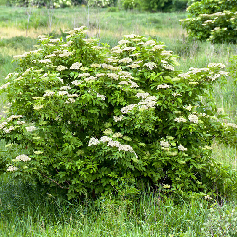 Sambucus nigra ‘Sampo‘