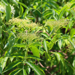 Sambucus nigra ‘Sampo‘