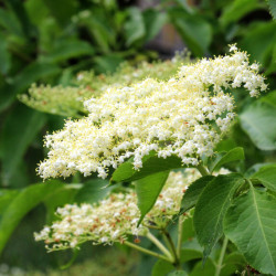 Sambucus nigra ‘Sampo‘