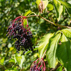 Sambucus nigra ‘Sampo‘