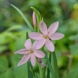 Schizostylis coccinea ‘Mrs Hegarty’