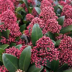 Skimmia japonica ‘Rubella’