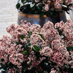 Skimmia japonica ‘Rubella’