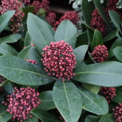 Skimmia japonica ‘Rubella’