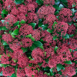 Skimmia japonica ‘Rubella’