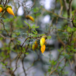 Sophora prostrata ‘Little Baby’