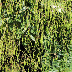 Sophora japonica ‘Pendula’