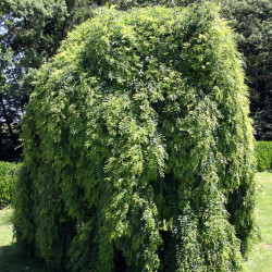 Sophora japonica ‘Pendula’