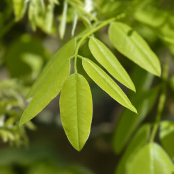 Sophora japonica ‘Pendula’