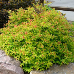 Spiraea japonica ‘Goldflame’