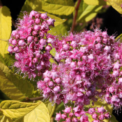 Spiraea japonica ‘Goldflame’