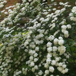 Spiraea vanhouttei