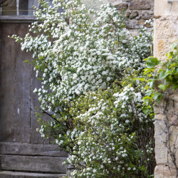 Spiraea vanhouttei