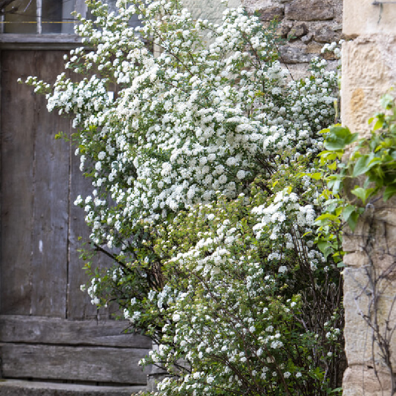 Spiraea vanhouttei