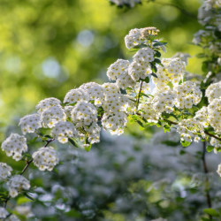 Spiraea vanhouttei