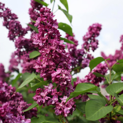 Syringa vulgaris ‘Charles Joly’