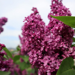 Syringa vulgaris ‘Charles Joly’