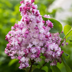 Syringa vulgaris ‘Belle de Moscou‘