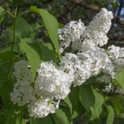 Syringa vulgaris ‘Mme Florent Stepman‘ - Lilas