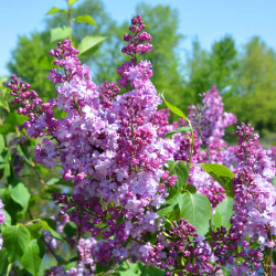 Syringa vulgaris ‘Paul Thirion‘