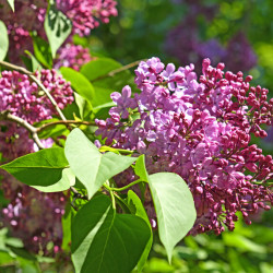 Syringa vulgaris ‘Paul Thirion‘